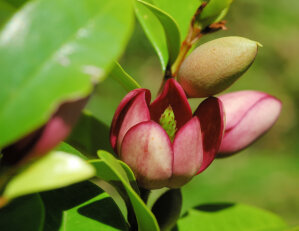 Michelia Figo